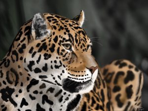 Jaguar - Maggie's most recent illustration.